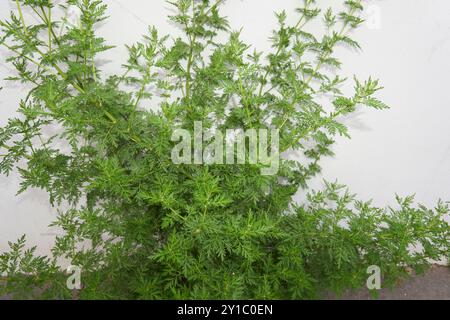 Primo piano dell'impianto Artemisia annua Foto Stock