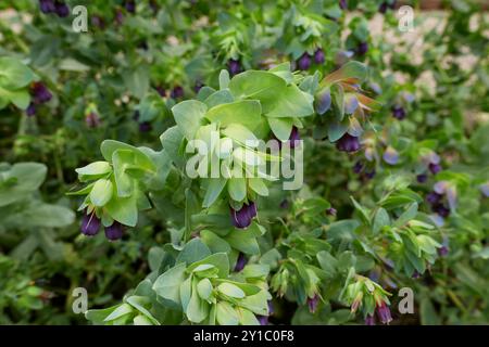 Infiorescenza viola della pianta principale di Cerinthe Foto Stock