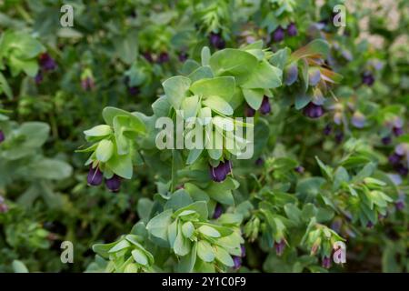 Infiorescenza viola della pianta principale di Cerinthe Foto Stock