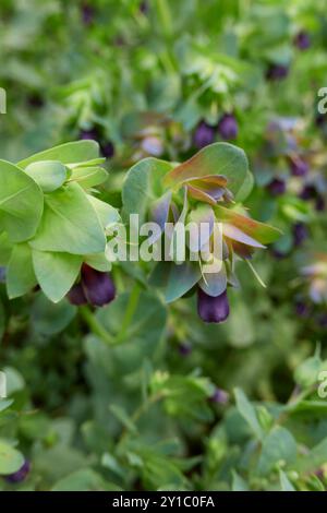 Infiorescenza viola della pianta principale di Cerinthe Foto Stock