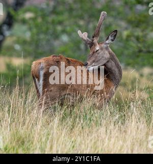 Red Deer Young Stag Foto Stock