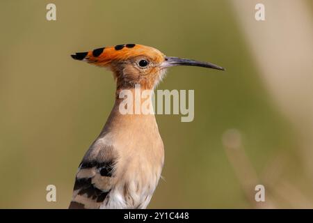 Ritratto del profilo di un hoopoe eurasiatico (Upupa epops) questo uccello si trova in tutta Europa, Asia, Africa settentrionale e sub-sahariana e Madagascar. Mi piace Foto Stock