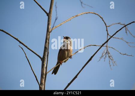 Parula sarda (Sylvia melanocephala) maschile mentre canta la sua sottocanzone di avvertimento (Tenerife, Spagna) Foto Stock