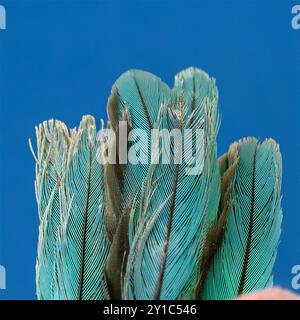 Primo piano delle splendide piume blu della coda di un kingfisher dalla gola bianca (Halcyon smyrnensis) Foto Stock