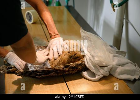 I chirurghi veterinari stanno preparando un gufo eurasiatico (bubo bubo) per una radiografia fotografata all'Israeli Wildlife Hospital, Ramat Gan, Israele Foto Stock