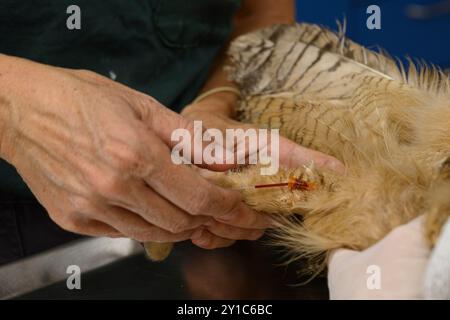 Il chirurgo veterinario sta estraendo il sangue per il test da un gufo eurasiatico (bubo bubo) fotografato presso l'ospedale israeliano Wildlife, Ramat Gan, i Foto Stock