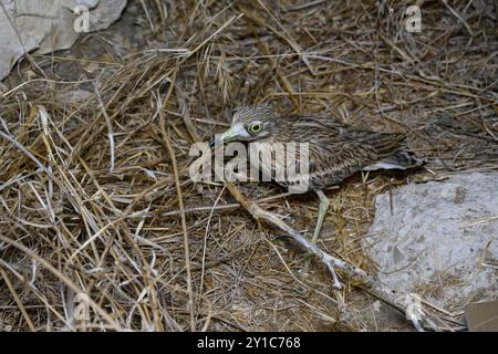 Un Curlew di pietra eurasiatico, (Burhinus oedicnemus) viene rilasciato in natura dopo essere stato curato presso l'ospedale per la fauna selvatica in Israele Foto Stock