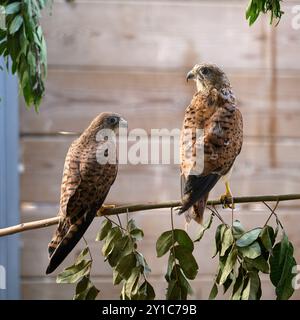 Kestrel comune giovanile riabilitato (Falco tinnunculus), prima di tornare alla natura noto anche come kestrel europeo, kestrel eurasiatico o vecchio Foto Stock