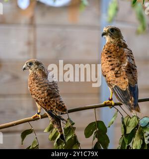 Kestrel comune giovanile riabilitato (Falco tinnunculus), prima di tornare alla natura noto anche come kestrel europeo, kestrel eurasiatico o vecchio Foto Stock