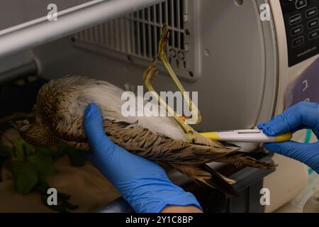 Chirurgo veterinario che controlla la frequenza cardiaca e la temperatura di un riccio eurasiatico molto debole e insensibile (Burhinus oedicnemus) questo campione i Foto Stock