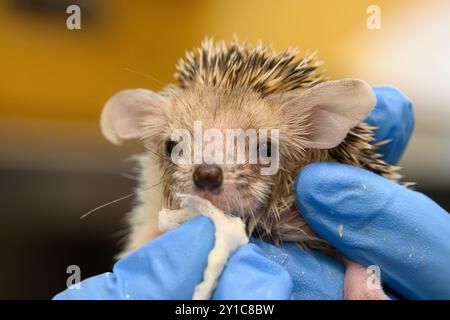 Un giovane orfano di riccio dal petto bianco del sud (Erinaceus concolor) viene nutrito da un volontario presso l'Israel Wildlife Hospital, Ramat Gan, IS Foto Stock