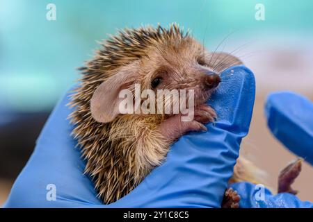 Un giovane orfano di riccio dal petto bianco del sud (Erinaceus concolor) viene nutrito da un volontario presso l'Israel Wildlife Hospital, Ramat Gan, IS Foto Stock