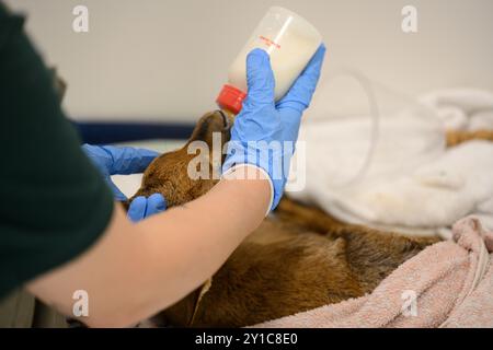 Sihan, un aiuto infermieristico veterinario, è l'allattamento al biberon e la cura di una gazzella di montagna orfana molto giovane (gazella gazella) غزال الجبل fotografata a t Foto Stock