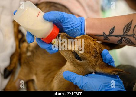 Sihan, un aiuto infermieristico veterinario, è l'allattamento al biberon e la cura di una gazzella di montagna orfana molto giovane (gazella gazella) غزال الجبل fotografata a t Foto Stock