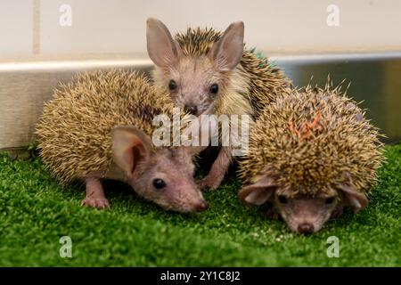 I giovani orfani del sud, ricci dal petto bianco (Erinaceus concolor), vengono curati presso l'Israeli Wildlife Hospital, Ramat Gan, Israel Afte Foto Stock