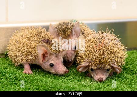 I giovani orfani del sud, ricci dal petto bianco (Erinaceus concolor), vengono curati presso l'Israeli Wildlife Hospital, Ramat Gan, Israel Afte Foto Stock