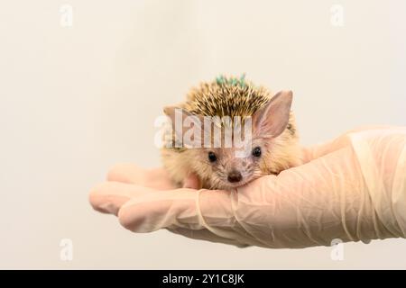 Un giovane orfano di riccio dal petto bianco del sud (Erinaceus concolor) viene nutrito da un volontario presso l'Israel Wildlife Hospital, Ramat Gan, IS Foto Stock