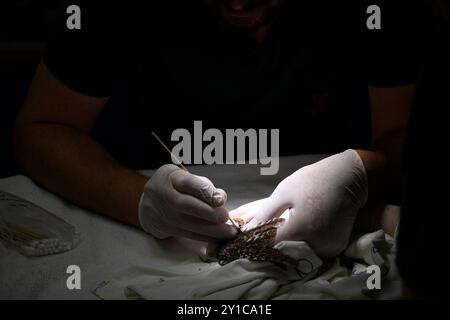 Il personale medico veterinario sta esaminando una quaglia comune ferita recentemente ricoverata (Coturnix coturnix) questo uccello è stato probabilmente attaccato da un pò di gatto selvatico Foto Stock