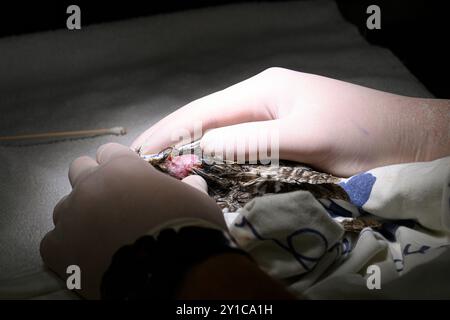 Il personale medico veterinario sta esaminando una quaglia comune ferita recentemente ricoverata (Coturnix coturnix) questo uccello è stato probabilmente attaccato da un pò di gatto selvatico Foto Stock