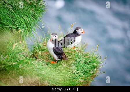 Pulcinelle di mare atlantiche sulle scogliere, Isole Faroe Foto Stock