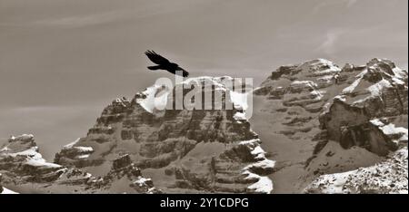 Un falco sulle alpi Monti Lessini a Verona, in Veneto, Italia. Foto Stock