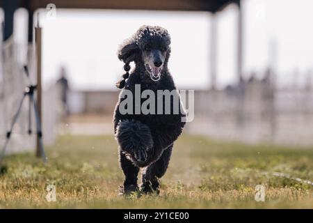 Black Standard Poodle Dog Running Lure Course Dog Sport Foto Stock