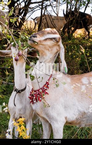 Affascinante scena rustica di capre che pascolano in una foresta illuminata dal sole con collane decorative. Foto Stock