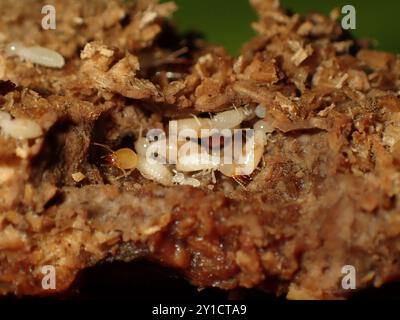 Larve di termiti e lavoratori a Nest Foto Stock