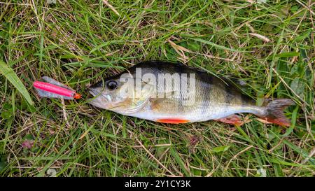 Pesce persico d'acqua dolce agganciato all'esca rotante, pesca, cattura e rilascio, animali e fauna selvatica, sfondo naturale Foto Stock