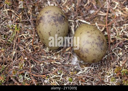 Nido e uova, Long Tailed skua, Norvegia artica, Stercorarius longicaudus Foto Stock