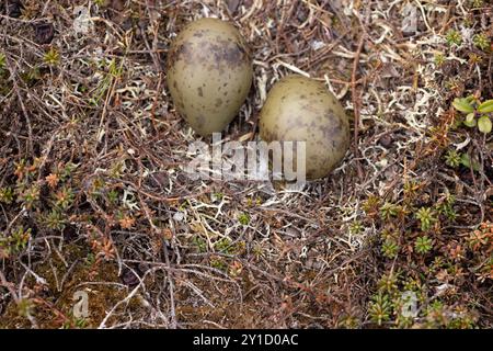 Nido e uova, Long Tailed skua, Norvegia artica, Stercorarius longicaudus Foto Stock