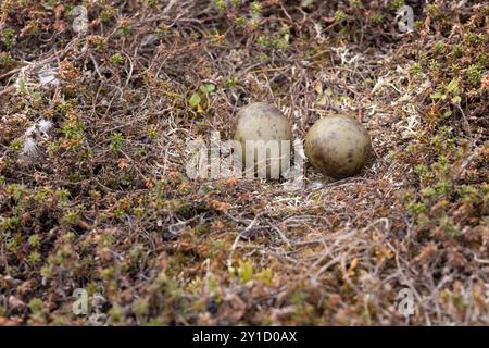 Nido e uova, Long Tailed skua, Norvegia artica, Stercorarius longicaudus Foto Stock