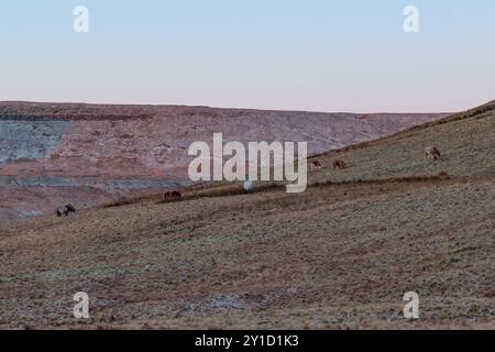 I cavalli pascolano all'alba nel Bannau Brycheiniog Foto Stock