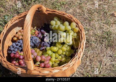 Varietà diverse di uve di colori diversi in un cesto di vimini dopo la vendemmia Foto Stock