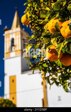 Primo piano di arance amare appese su un albero sullo sfondo di una chiesa storica nella città rurale di Carrion de los Cespedes, Siviglia, Spagna. Foto Stock