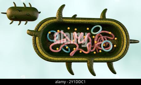 Rappresentazione 3D di una sezione trasversale di una cellula batterica, che mostra i suoi organelli. e' una cellula batterica procariota. Foto Stock