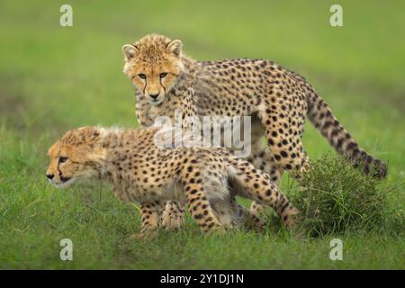 Cucciolo di Cheetah in piedi sopra fratello sull'erba Foto Stock