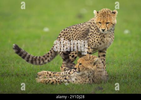 Cheetah Cub si erge su un fratello sulla prateria Foto Stock