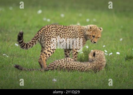 Cheetah Cub sta sopra il fratello nell'erba Foto Stock