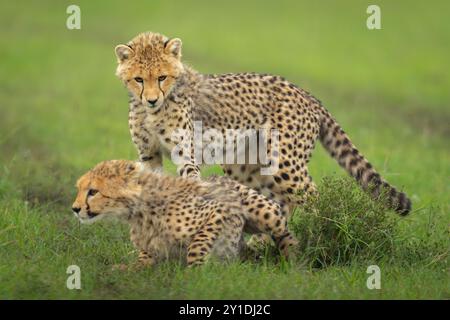 Cheetah Cub sta sopra il fratello sull'erba Foto Stock