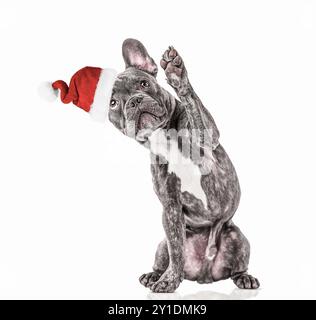 Bulldog francese grigio che indossa il cappello di Babbo Natale Foto Stock