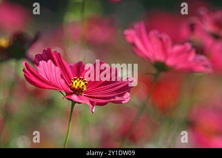 Primo piano di un vivace fiore Cosmos bipinnatus rosa su uno sfondo colorato di tonalità rosa. Giardino all'inglese, luglio Foto Stock