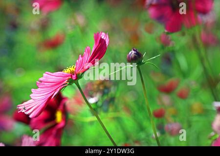 Primo piano di un vivace fiore Cosmos bipinnatus rosa su uno sfondo verde colorato. Giardino all'inglese, luglio Foto Stock