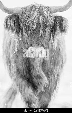 Mucca delle Highland nella neve invernale, immagine scattata su Ebbw vale nel Galles meridionale Foto Stock