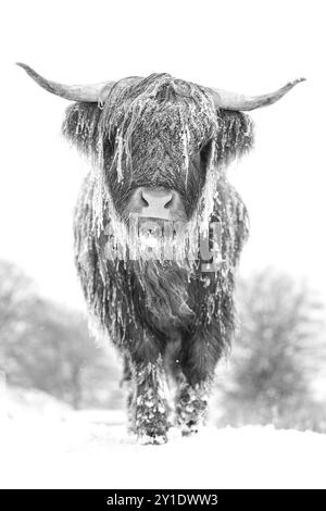 Mucca delle Highland nella neve invernale, immagine scattata su Ebbw vale nel Galles meridionale Foto Stock