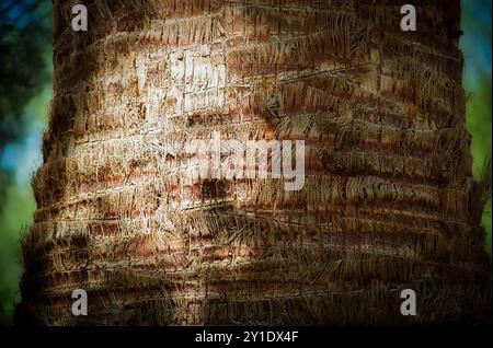 Il sole splende sullo strato esterno di una palma nell'Arizona meridionale. Foto Stock