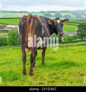 vacca di giovenca da latte che guarda dietro le spalle con l'azienda agricola oltre Foto Stock