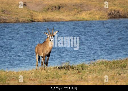 Antilope Roan, Ippotragus equinus, navigando di fronte al fiume Chobe. Parco nazionale del Chobe, Botswana, Africa Foto Stock