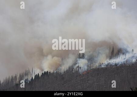 Wernigerode, Germania. 6 settembre 2024. Nuvole di fumo sorgono dal Königsberg nei monti Harz sotto il Brocken. Sta bruciando in diversi luoghi su una lunghezza di circa 300 metri, ha detto un portavoce del distretto di Harz. Crediti: Matthias Bein/dpa/Alamy Live News Foto Stock