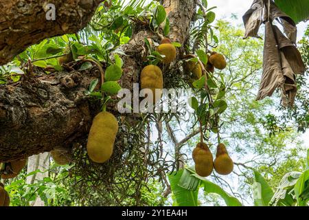 Jackfruit maturo appeso al ramo dell'albero. artocarpo eterofillo Foto Stock